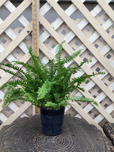 Load image into Gallery viewer, Queen Fern “Kimberley Queen”
