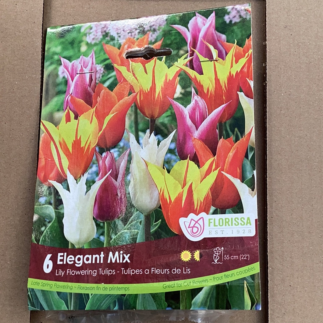 Lily Flowering Tulip-Elegant Mix