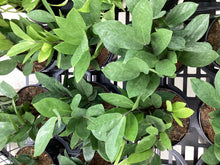Load image into Gallery viewer, Zamioculcas zamiifolia “ZZ Plant”

