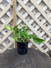 Load image into Gallery viewer, Golden Pothos
