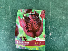 Load image into Gallery viewer, Parrot Tulip Black Parrot
