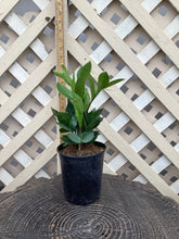 Load image into Gallery viewer, Zamioculcas zamiifolia “ZZ Plant”
