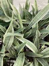 Load image into Gallery viewer, Sansevierra “Silver Siam”
