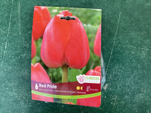 Load image into Gallery viewer, Darwin Hybrid Tulips
