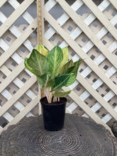 Load image into Gallery viewer, Aglaonema Golden Flourite
