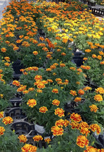 Load image into Gallery viewer, Fall Planter Workshop- September 14th @6pm
