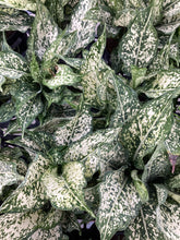 Load image into Gallery viewer, Aglaonema “Thai Snowflakes”
