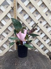 Load image into Gallery viewer, Philodendron “Pink Princess”
