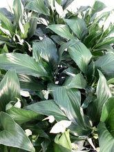 Load image into Gallery viewer, Spathiphyllum “Romano” Peace Lily
