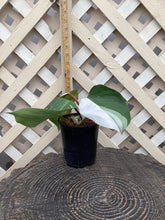 Load image into Gallery viewer, Philodendron “White Knight”
