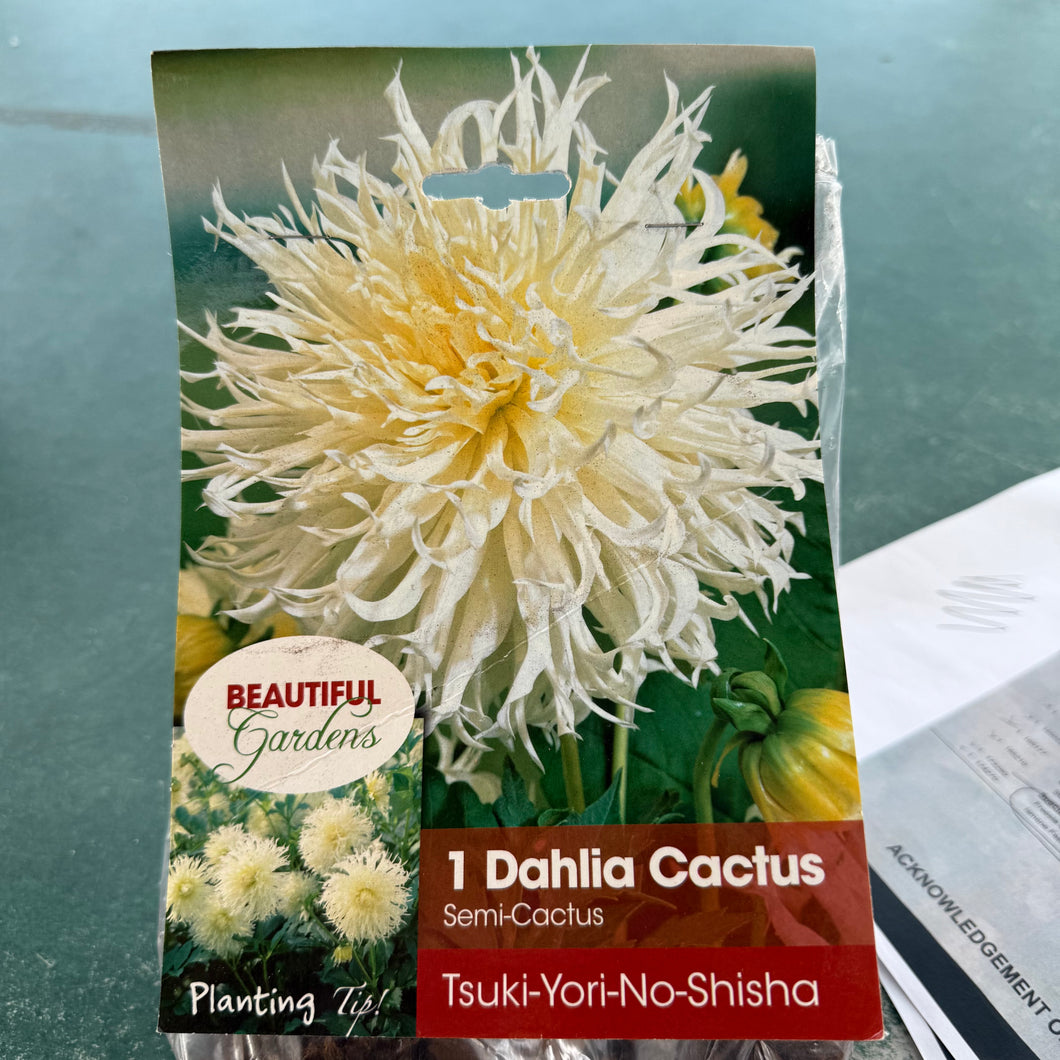 Tsuki-Yori-No-Shisha Dahlia Tuber
