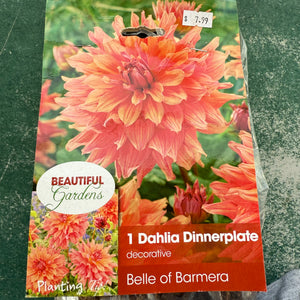 Dahlia Dinnerplate Belle of Barmera Bulb