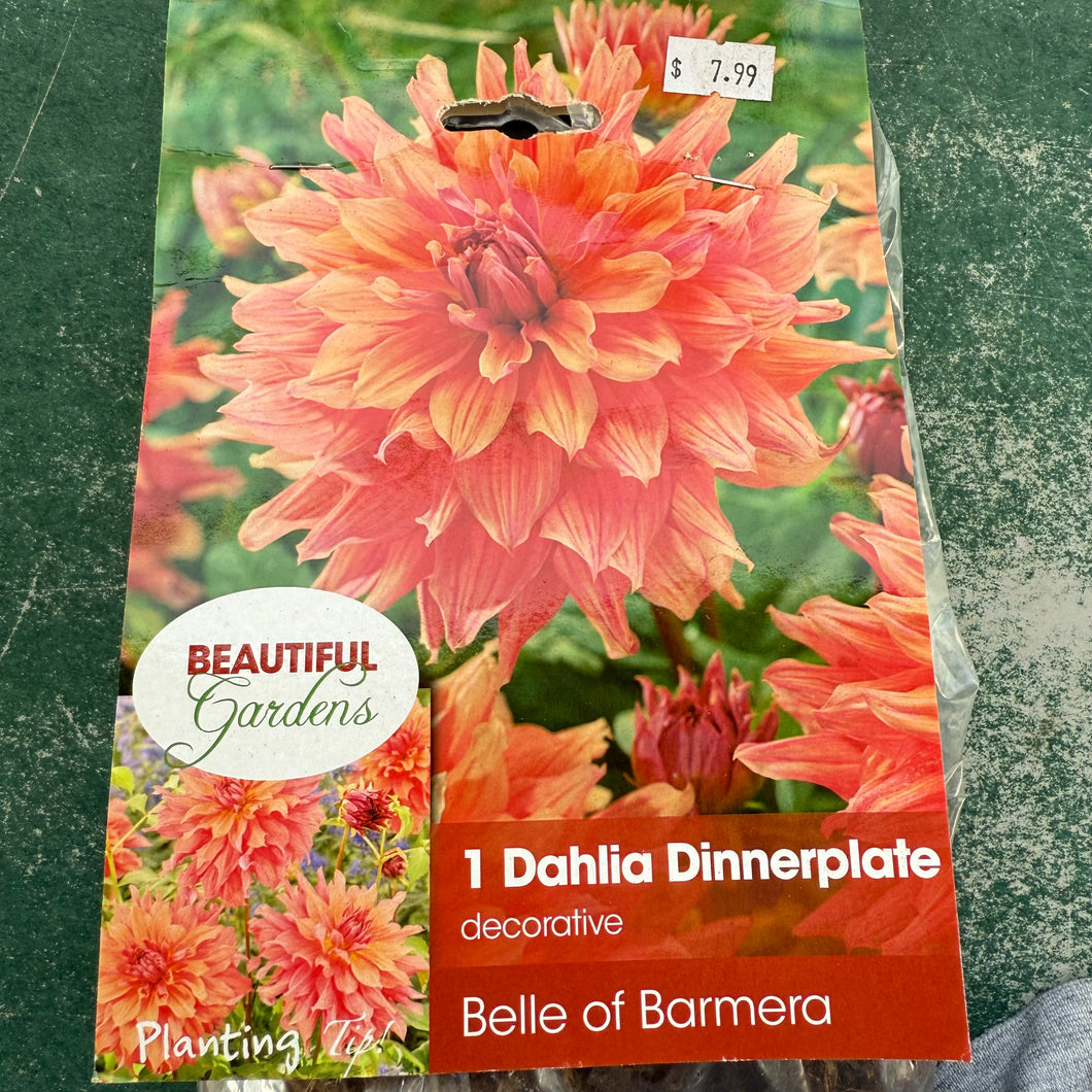 Dahlia Dinnerplate Belle of Barmera Bulb