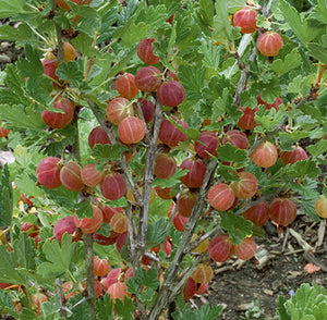 Gooseberry, Hinnomaki Red Bare Root