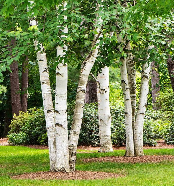Birch, White Canoe (Paper)