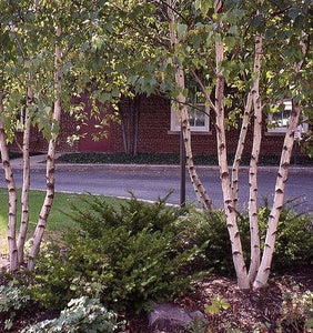Birch, Whitespire Seedling 24-48" Bare Root