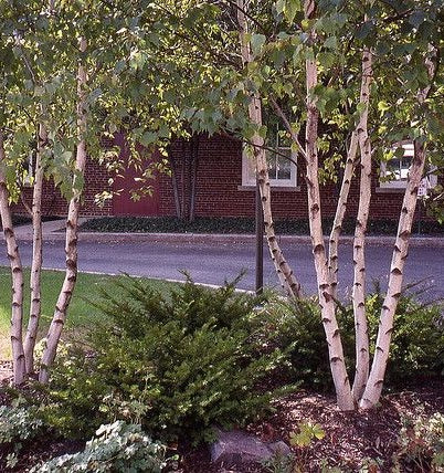 Birch, Whitespire Seedling 24-48