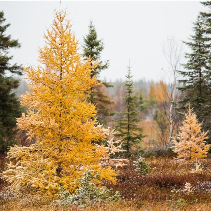 Tamarack, American Larch Bare Root (22-36