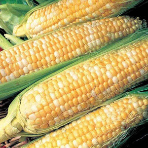 Ferry Morse-Corn, Silver'N Gold