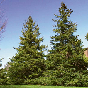 Spruce, Black Hills Bare Root (12-18")