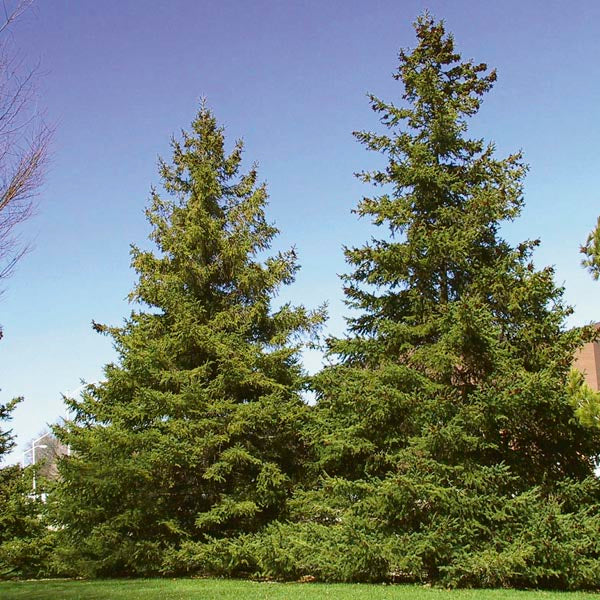 Spruce, Black Hills Bare Root (12-18
