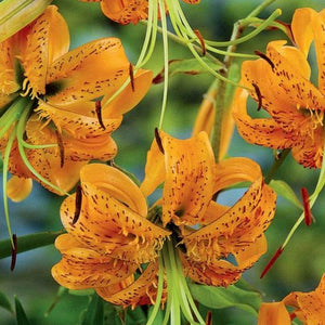 Old Fashioned Tiger Lilium Henryii Bulb