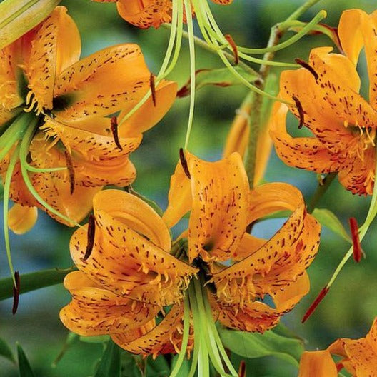 Old Fashioned Tiger Lilium Henryii Bulb