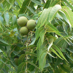 Walnut, Black Seedling (18-24") Bare Root
