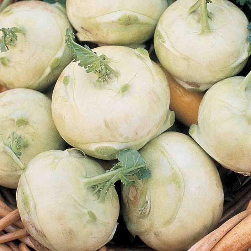 Ferry Morse-Kohlrabi, Early White Vienna
