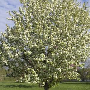 Crab, Spring Snow-White 4' Bare Root