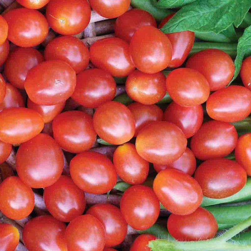 Ferry Morse-Tomato, Jelly Bean Hybrid
