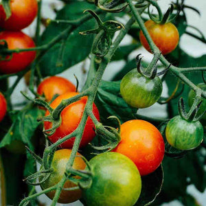 Ferry Morse-Tomato, Red Cherry Large Fruited Organic