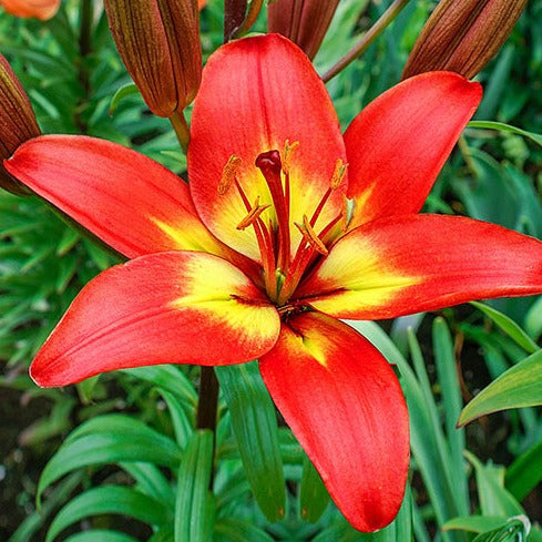 Asiatic Lilium Forever Linda Bulb