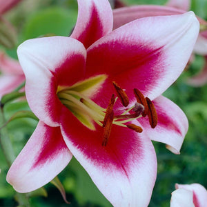 Tree Lily Friso Bulb
