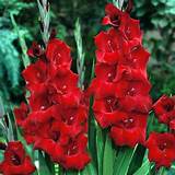 Gladiolus Oscar Bulb