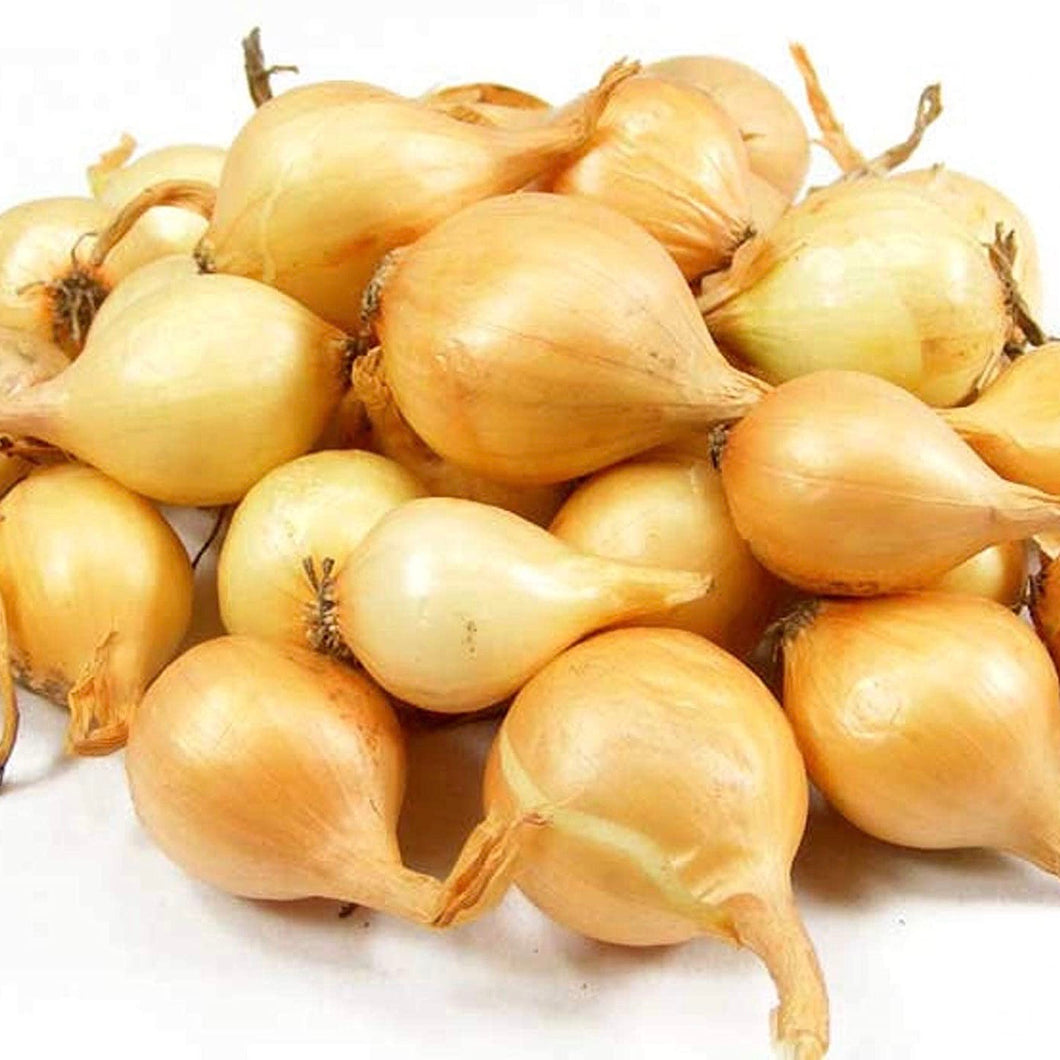Yellow Onion Sets