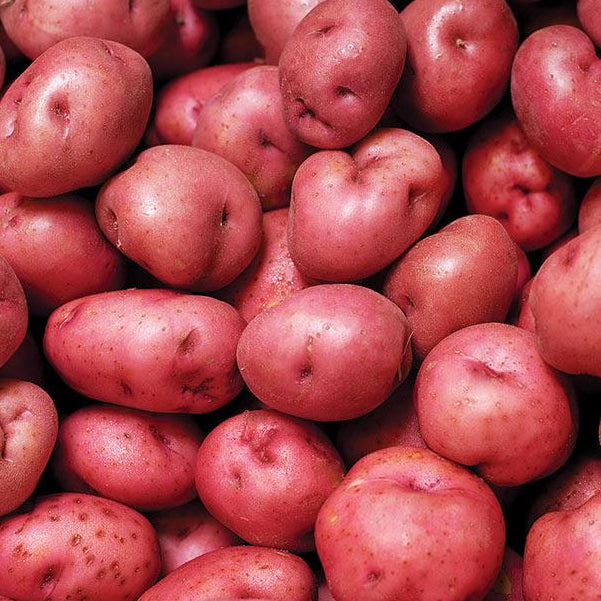 Red Norland Seed Potatoes
