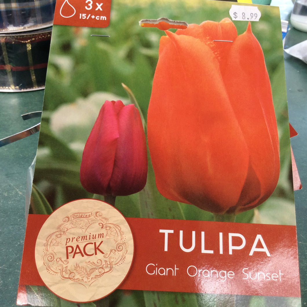 Tulip Giant Orange Sunset