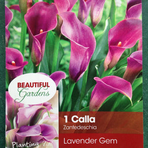 Calla Lily Lavender Gem Bulb