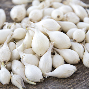 Onion  White