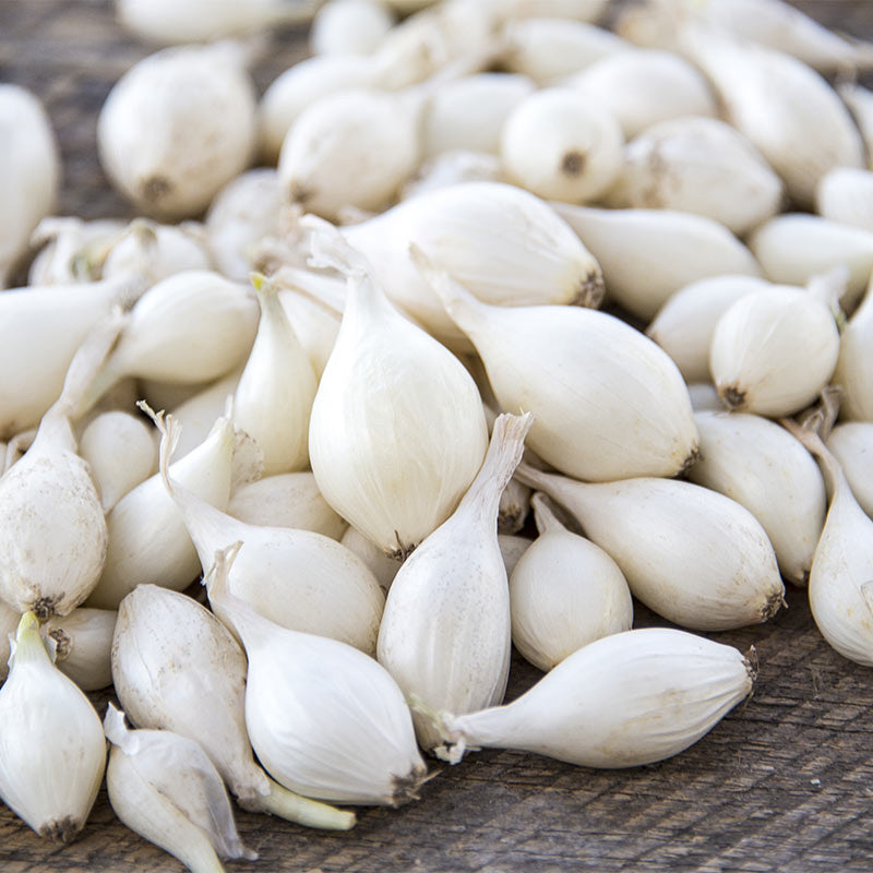 Onion  White