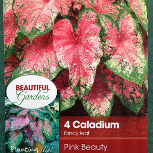 Caladium Pink Beauty Tuber