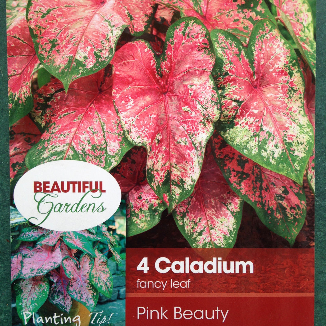 Caladium Pink Beauty Tuber