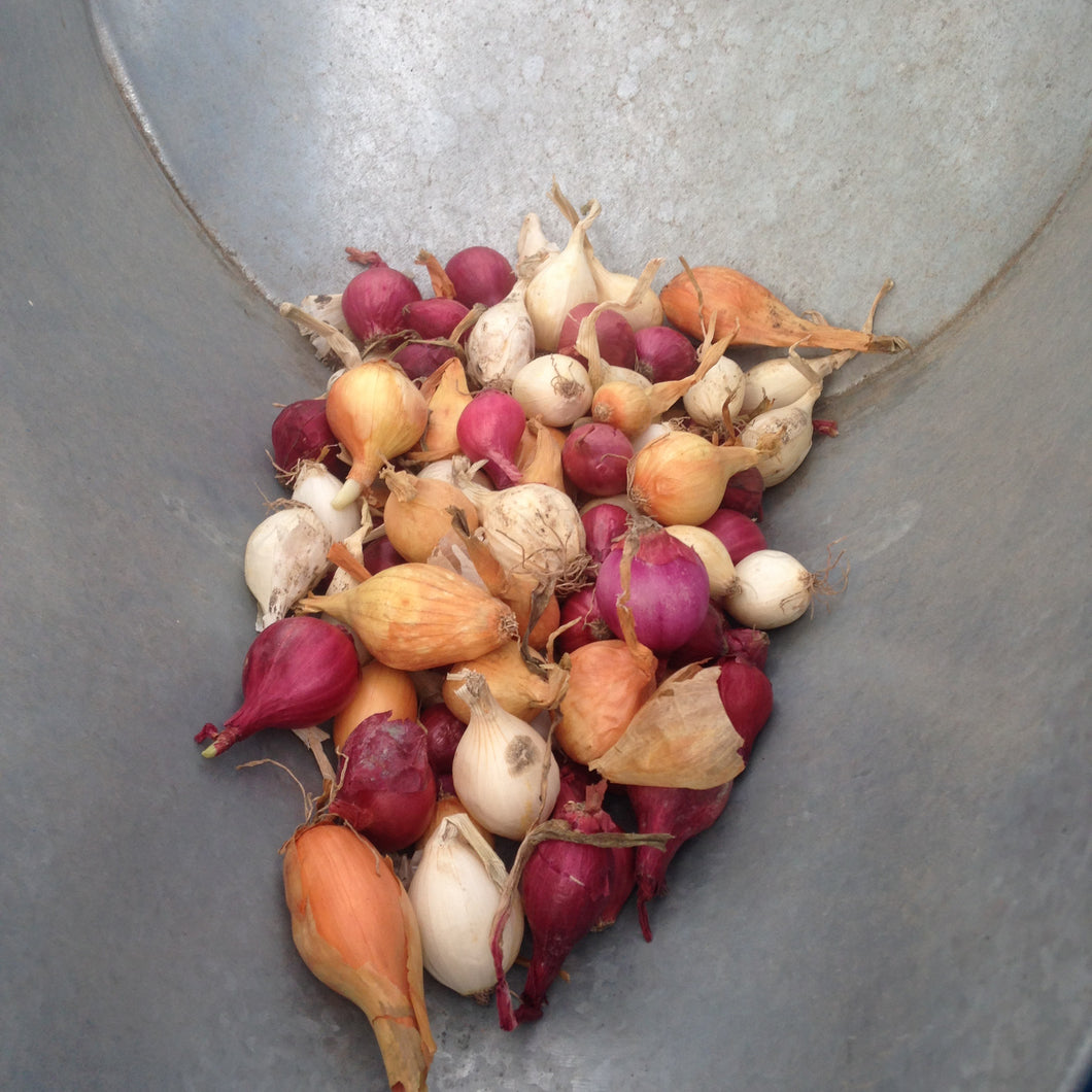 Mixed Onion Sets