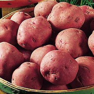 Pontiac Seed Potatoes