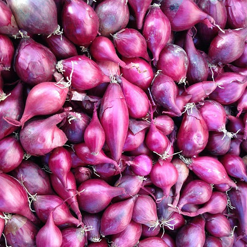 Red Onion Sets
